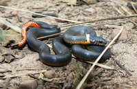 : Diadophis punctatus regalis; Regal Ringneck Snake