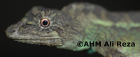 : Ptyctolaemus gularis; Green Fan-throated Lizard