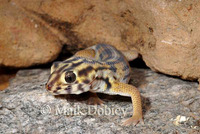 : Teratoscincus scincus keyserlingii; Wonder Gecko