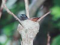 黑綬帶鳥 Black Paradise Flycatcher (Terpsiphone atrocaudata periophthalmica)