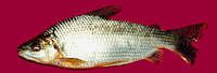 Prochilodus nigricans, Black prochilodus: fisheries, aquaculture