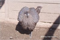 Grey Peacock-Pheasant Polyplectron bicalcaratum