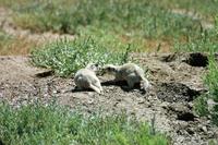 Image of: Cynomys leucurus (white-tailed prairie dog)