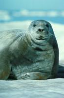 Erignathus barbatus - Bearded Seal