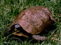 Kinixys belliana belliana - Bell's Hinged Tortoise