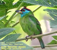 Blue-throated Barbet - Megalaima asiatica