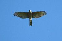 Collared Sparrow Hawk