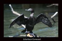 Little black Cormorant