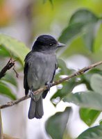 Rose-throated Becard - Pachyramphus aglaiae