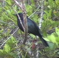 Black Catbird - Melanoptila glabrirostris