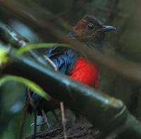 RED-BELLIED PITTA