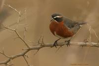 *NEW* Black-and-rufous Warbling-finch