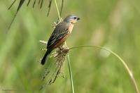 *NEW* Tawny-bellied Seedeater