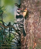 ...Dendrocopos minor 2336 UK: Lesser Spotted Woodpecker DE: Kleinspecht FR: Pic Ă©peichette ES: Pic