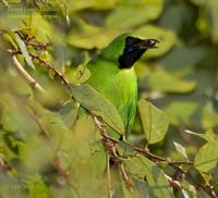 Lesser Green Leafbird - Male