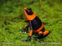 : Oophaga lehmanni; Lehmann's Frog