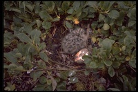 : Larus sp.; baby gull