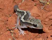 : Diplodactylus vittatus; Eastern Stone Gecko