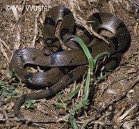 : Oligodon arnensis; Kukri Snake