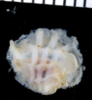 : Coralliobia fimbriata
