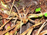 : Phoneutria sp.; Aranha-armadeira