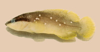 Rypticus maculatus, Whitespotted soapfish: