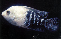 Herichthys cyanoguttatus, Rio Grande cichlid: aquarium