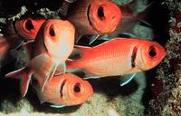 Myripristis jacobus - Blackbar Soldierfish