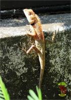 Calotes versicolor - Oriental Garden Lizard
