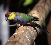 Red-capped Parrot - Purpureicephalus spurius