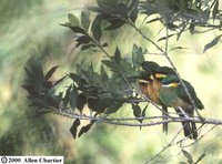 Cinnamon-chested Bee-eater - Merops oreobates