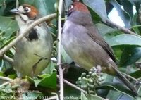 Prevost's Ground-Sparrow - Melozone biarcuatum