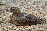 Cape Thick Knee