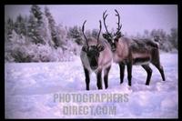 Reindeer in lapland stock photo
