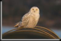 Snowy Owl, Piermont, NY
