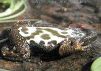 : Cacosternum namaquense; Namaqua Dainty Frog