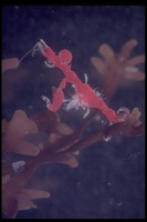 : Caprella sp.; Skeleton Shrimp