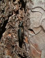 Spondylis buprestoides - Black Longicorn Beetle
