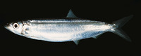 Dussumieria acuta, Rainbow sardine: fisheries