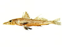 Sorsogona tuberculata, Tuberculated flathead: fisheries