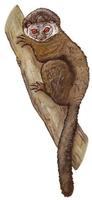 Image of: Lepilemur mustelinus (weasel sportive lemur)