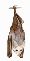 Image of: Macroderma gigas (Australian false vampire bat)
