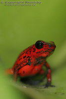 Dendrobates pumilio - Red Poison Dart Frog