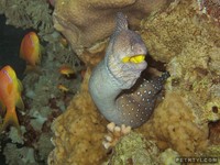 Gymnothorax nudivomer - Yellow-mouth Eel
