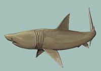 Image of: Cetorhinus maximus (basking shark)