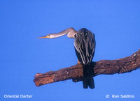 Darter - Anhinga melanogaster