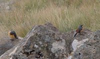 Orange-breasted Rock-jumper - Chaetops aurantius