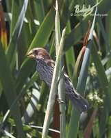 Grosbeak Weaver - Amblyospiza albifrons