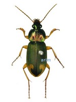끝무늬먼지벌레 - Chlaenius virgulifer
