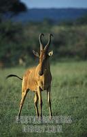 Jacksons Hartebeest ( Alcelaphus buselaphus jacksoni ) , Murchison Falls National Park , Uganda ...